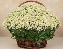 Цветочная композиция из Ромашки в корзине #REPLACE_PRED# Краснодаре