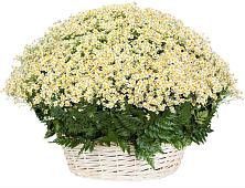 Цветочная композиция из Ромашки в корзине #REPLACE_PRED# Краснодаре